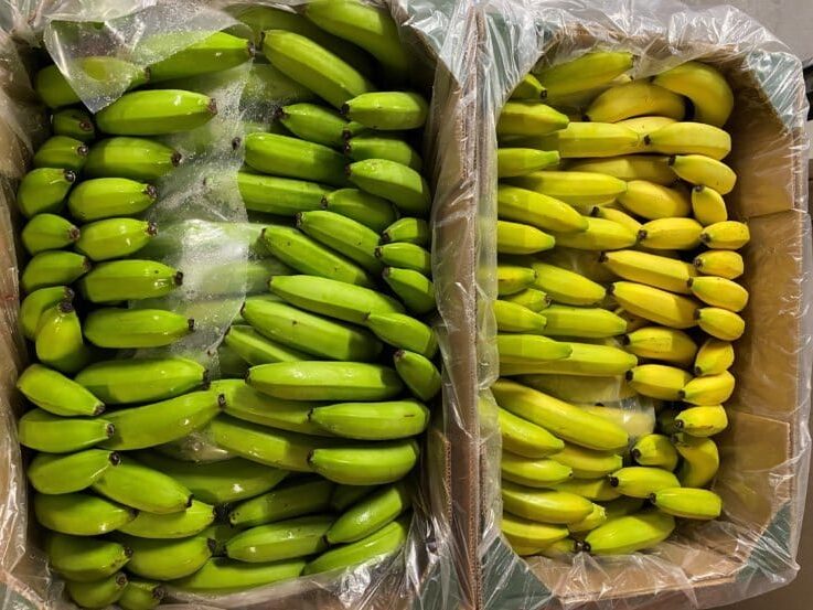 Comment utiliser des fiches bananes avec et sans système de