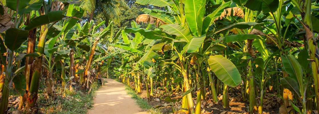Des Bananes Fraîches De La Plantation Sont Placées Dans La Cuisine