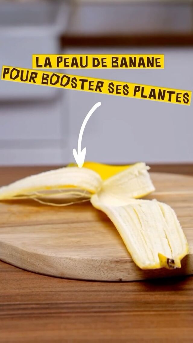 Ne jetez plus vos peaux de banane… elles peuvent être très utiles pour chouchouter vos plantes !

#EUAgripromo #Lifeisbetter #banane

Crédit vidéo : Nebularts/Cœurs d’artichauts