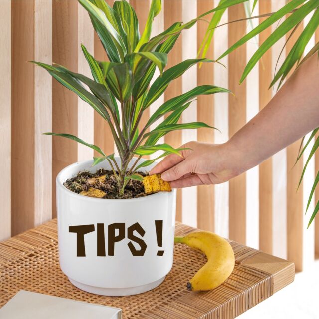 Spoiler alert ! Ne jetez plus vos peaux de banane, recyclez-les pour nourrir vos plantes… 

. Coupez la peau de banane en petits morceaux
. Enfouissez les morceaux au pied de vos plantes
. Et vous obtenez un fertilisant naturel fait maison !

Et vous, vous connaissez d’autres astuces pour recycler la peau de banane ?

Crédit photo : A. Rety/Cœurs d’artichauts

#EUAgripromo #lifeisbetter #banane