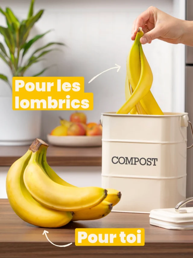 La peau de banane ne se mange pas… mais bonne nouvelle, les lombrics en raffolent ! Alors plutôt que de la jeter à la poubelle, mets-la au compost !
 
Tu réduiras tes déchets, tu amélioreras la qualité de ton compost… et tu te feras de nouveaux amis ! 🍌🌱🐛